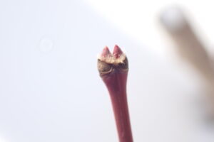 ハウチワカエデの二股に分かれた赤い冬芽