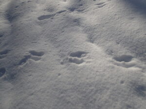 エゾリスの足跡