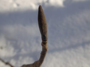 ホオノキの冬芽