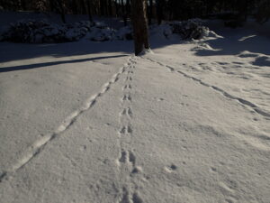 木の根元に集まる足跡