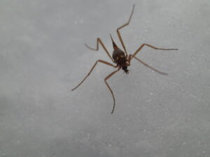 クモガタガガンボ