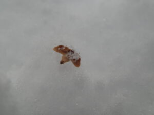 シラカンバの花鱗