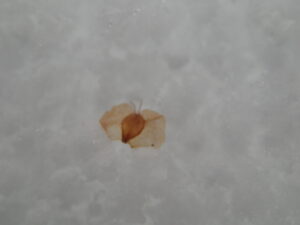 シラカンバの堅果