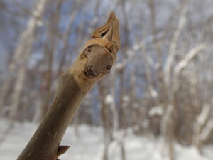 オニグルミの冬芽