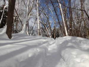雪の深い森の中の園路の様子