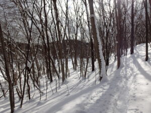 雪の深い森の中の園路の様子