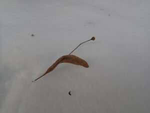 オオバボダイジュの果実