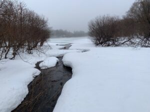 湿原の川が池に流れ込む場所