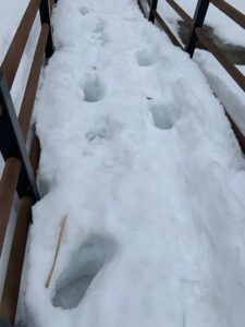 雪に残った足跡