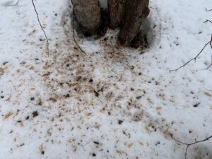 キツツキの食痕