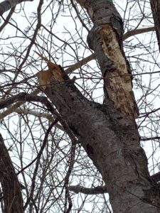 キツツキの食痕