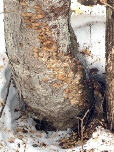 木の幹に生えたキノコ