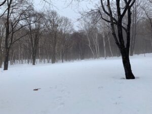 霧のかかった広場