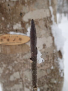 ホオノキの冬芽