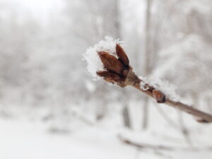 ミズナラの冬芽