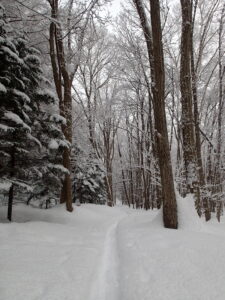 森の中の園路の様子