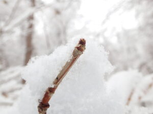 ノリウツギの冬芽