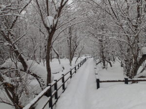 湿原の雪の積もった木道の様子