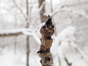 ヤチダモの冬芽