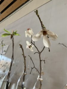 キタコブシの花