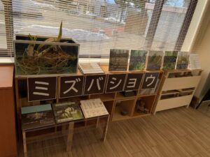 ミズバショウの展示