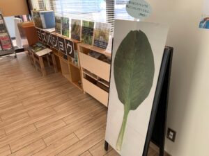 ミズバショウの展示