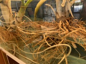 ミズバショウの展示