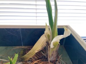 ミズバショウの展示