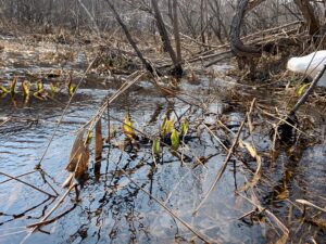 ミズバショウの芽