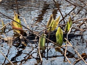 ミズバショウの芽
