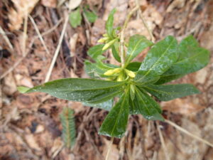 ナニワズのつぼみ