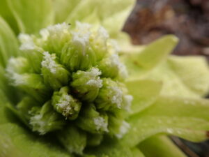 フキノトウの花