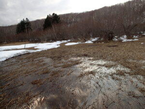 雪が融け始めた湿原