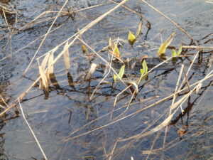 ミズバショウの芽