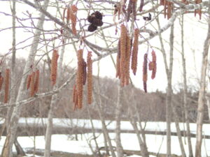 ケヤマハンノキの長くぶら下がった花