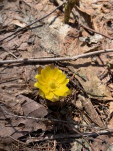 フクジュソウの黄色い花