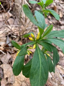 ナニワズのつぼみ