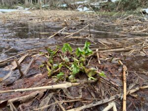 エゾノリュウキンカの芽