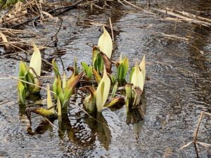 湿原のミズバショウ