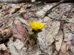 フクジュソウの黄色い花