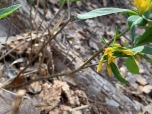 黄色いナニワズの花