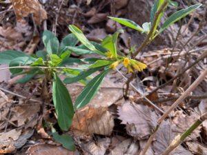 黄色いナニワズの花