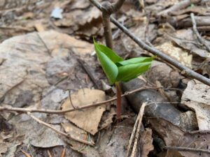エンレイソウの芽出し