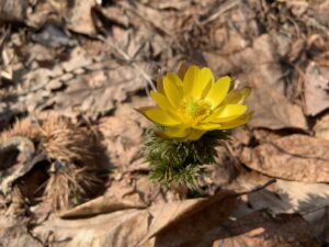 黄色いフクジュソウの花