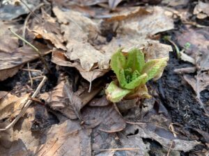 クリンソウの芽出し