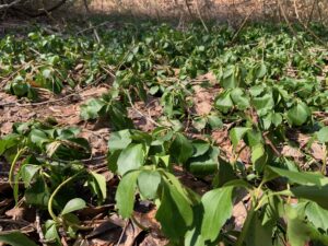 緑色のフッキソウ