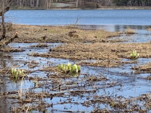 湿原のミズバショウ