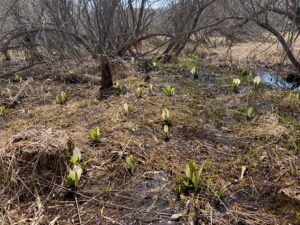湿原のミズバショウ