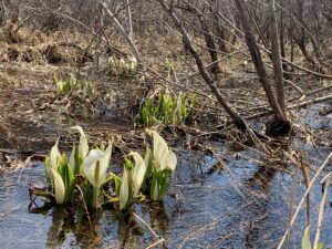 湿原のミズバショウ