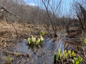 湿原のミズバショウ